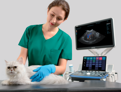 Ultrasonido Veterinario VETUS 8 Expert Mindray